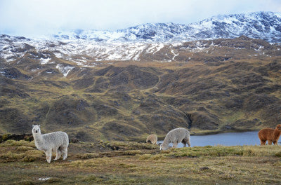 Benefits of Alpaca Fiber