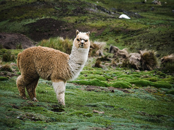 Make a statement with an Alpaca Scarf!