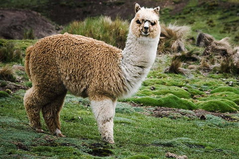 100% Baby Alpaca
