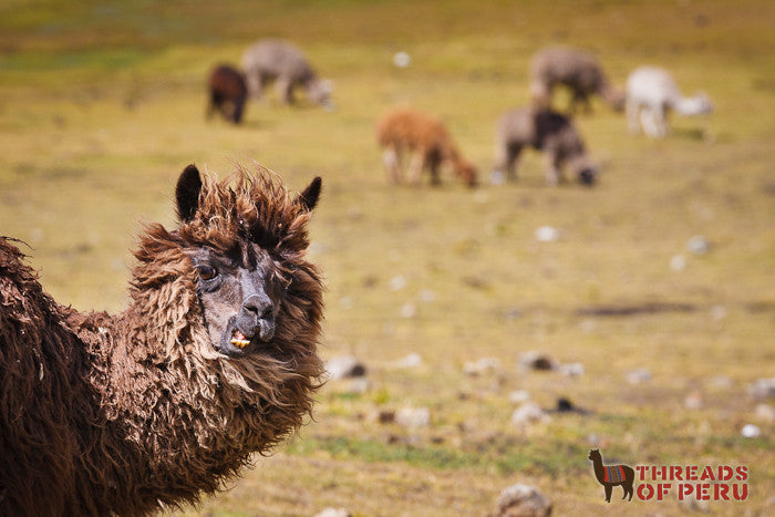 Llamas and Alpacas: What's the Difference?